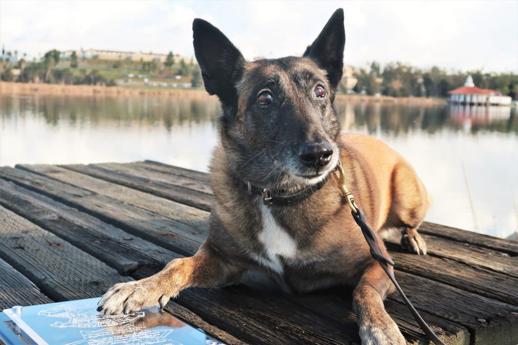 K-9 Pita at CRC on the dock.