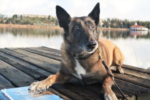 K-9 Pita at CRC on the dock.