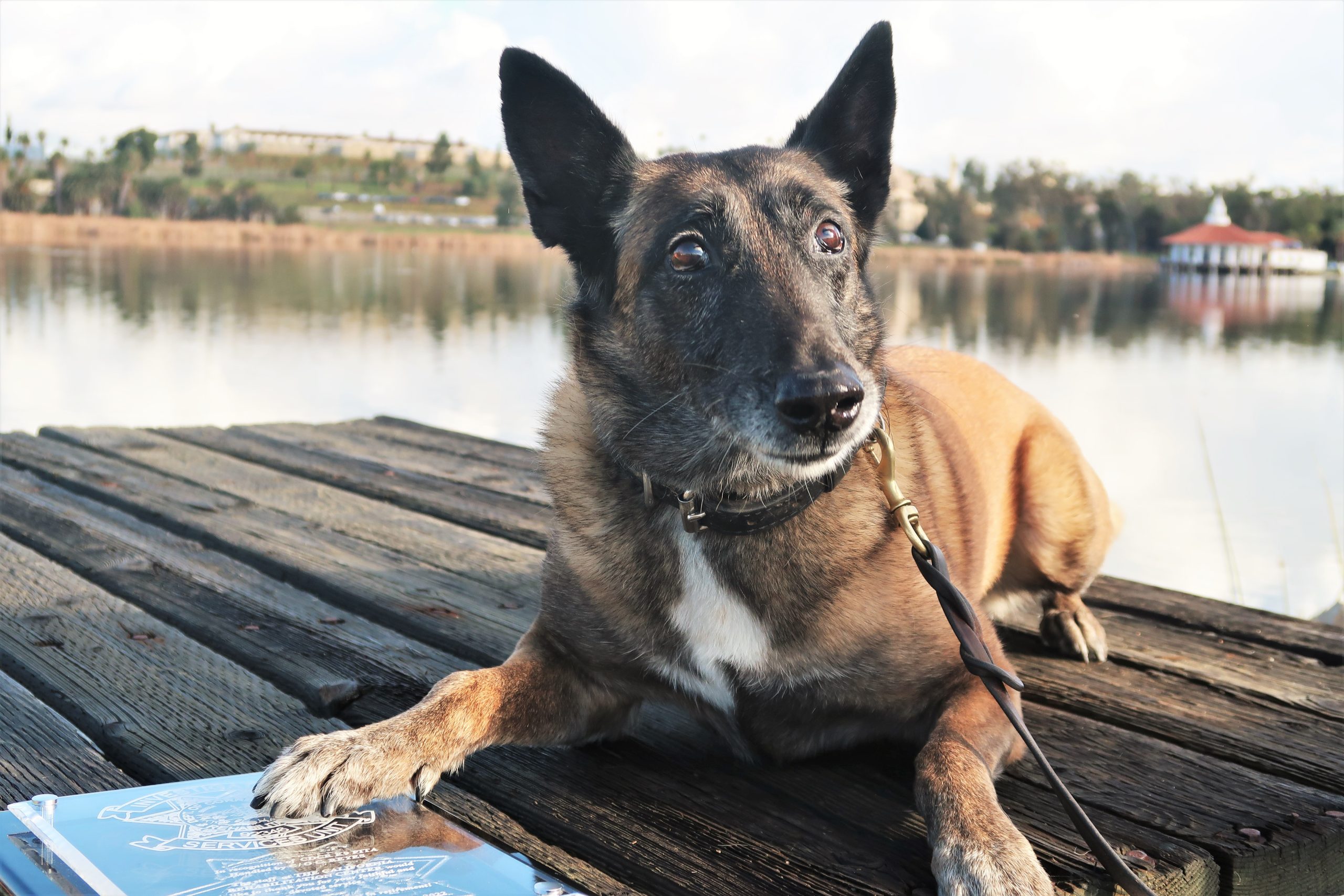 K-9 Pita at CRC on the dock.