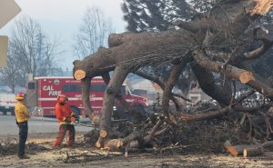 Incarcerated fire crew member cuts a fallen tree at the fires in the Los Angeles area.
