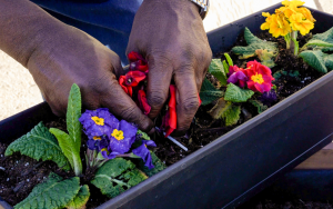 LAC garden program with a person digging into dirt while planting flowers.