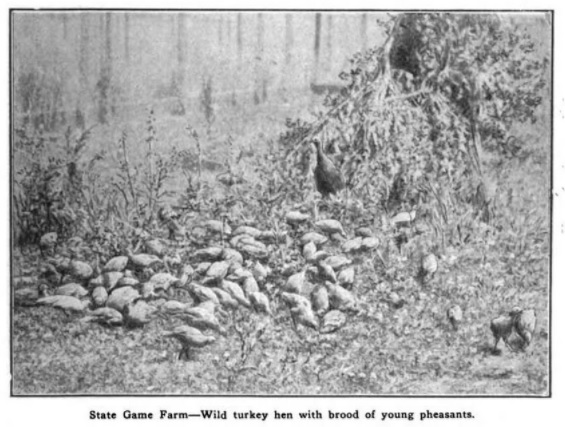 From a state report on wild turkeys in California.