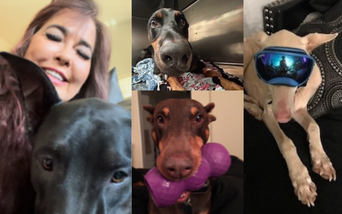 Andrea Lackovic, DAPO clinical psychologist with some of the dogs she's fostered.