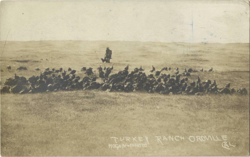 A turkey ranch in Oroville, undated. 