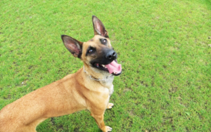 K-9 Goose retired from CRC in 2019 and passed away in 2015.