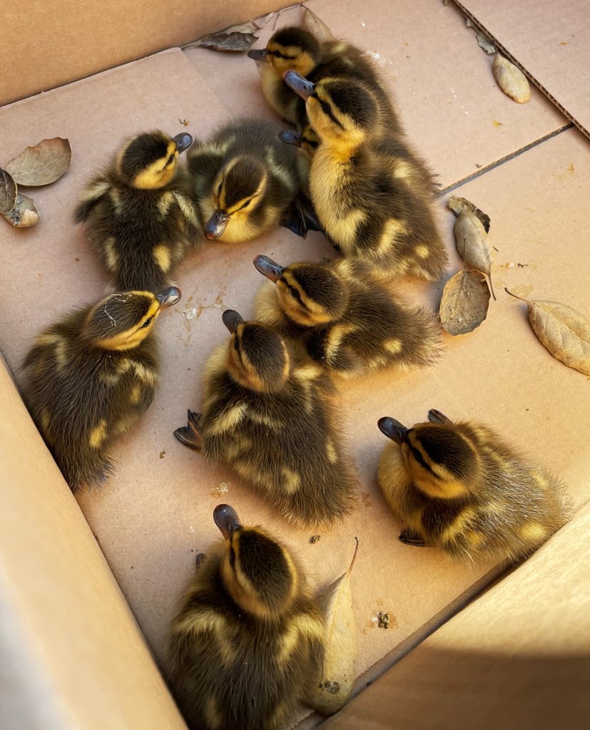 Ten ducklings in a cardboard box after being rescued from a storm drain at CMC.