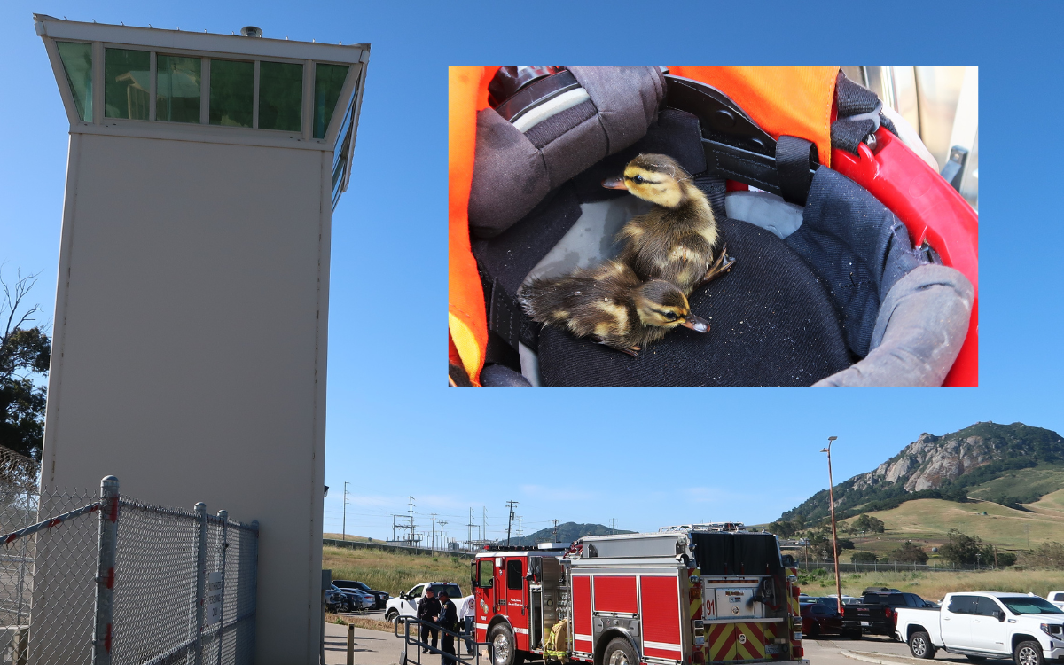 Baby ducklings sitting in a helmet at CMC after being rescued by the fire department.