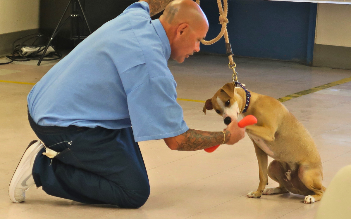 An incarcerated handler at California State Prison-Corcoran Facility 3B with one of four dogs who graduated the training program in May 2025.