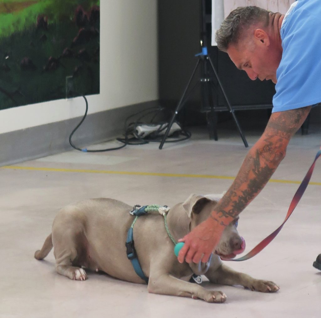An incarcerated handler demonstrates basic commands with the dog he trained at CSP-Corcoran.
