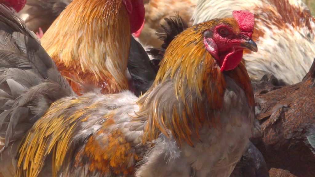 Chickens at Ben Lomond Conservation Camp.