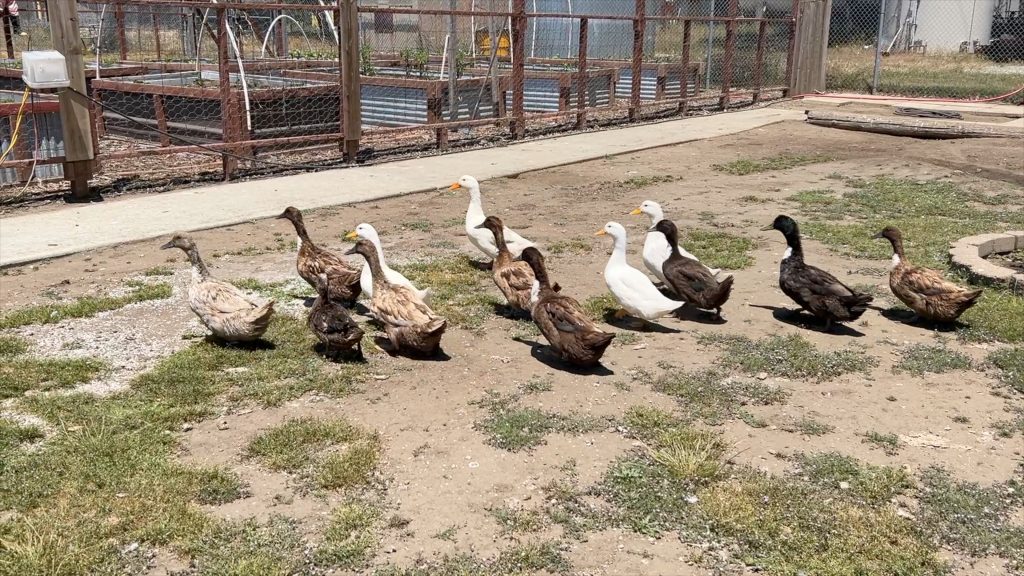 Ducks at the Ben Lomond Conservation Camp in Santa Cruz.