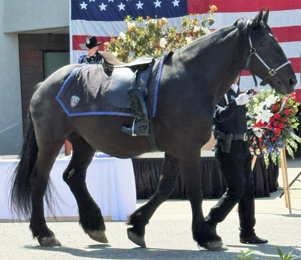 A riderless horse at the peace officer memorial attended by CIM.