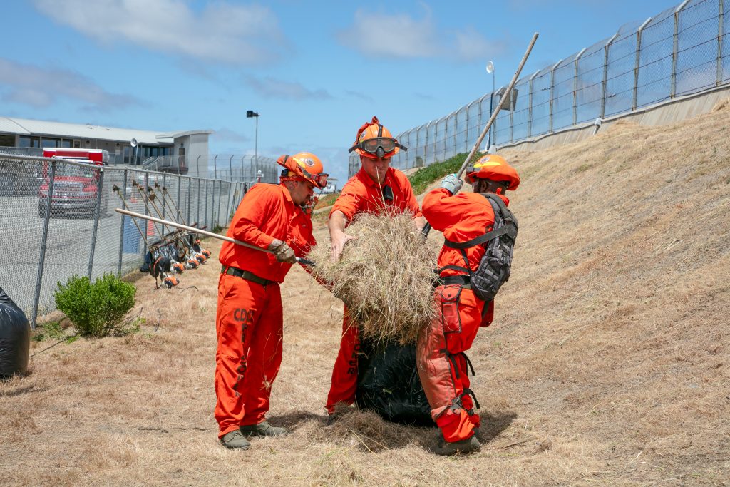 Gathering dry weeds and putting them into a garbage bag. 