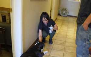 FCRP-Stockton participant volunteer gives a dog some water at the Good Samaritan Training Center.