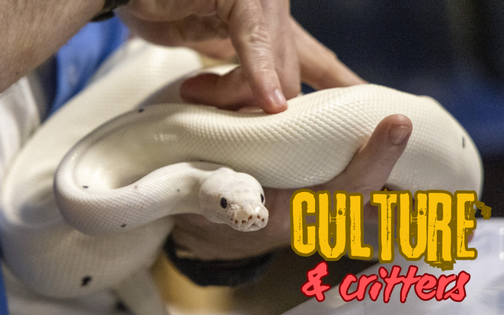 A snake at the CTF cultural fair with the words "culture and critters" across the image.