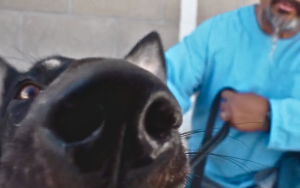 A dog nose up close to the camera at Ironwood State Prison (ISP).