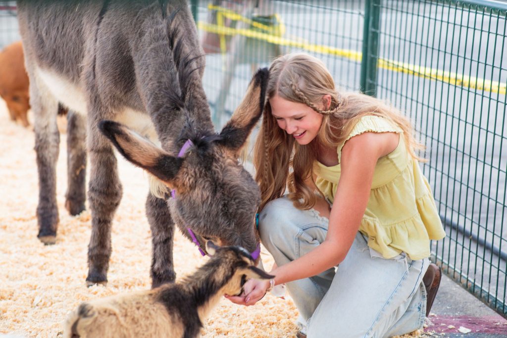 Meeting mules and donkeys at LAC.