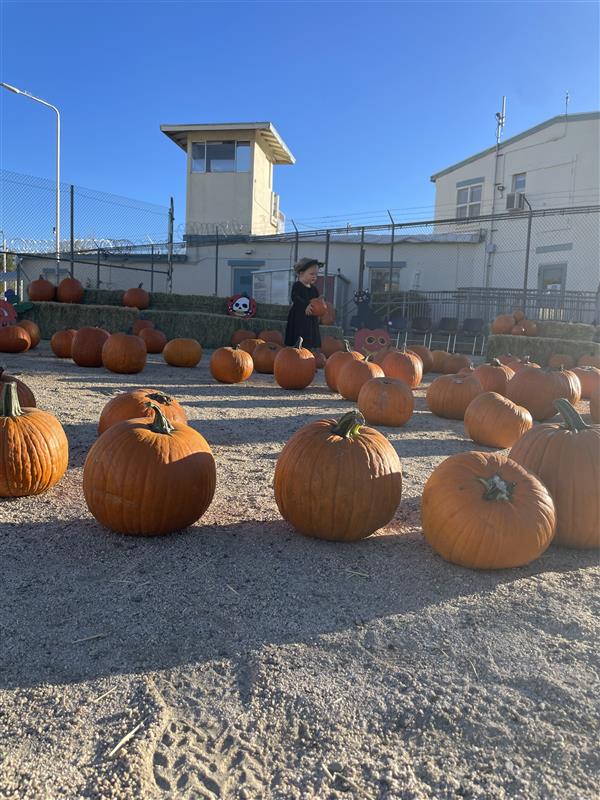 CCI pumpkin patch
