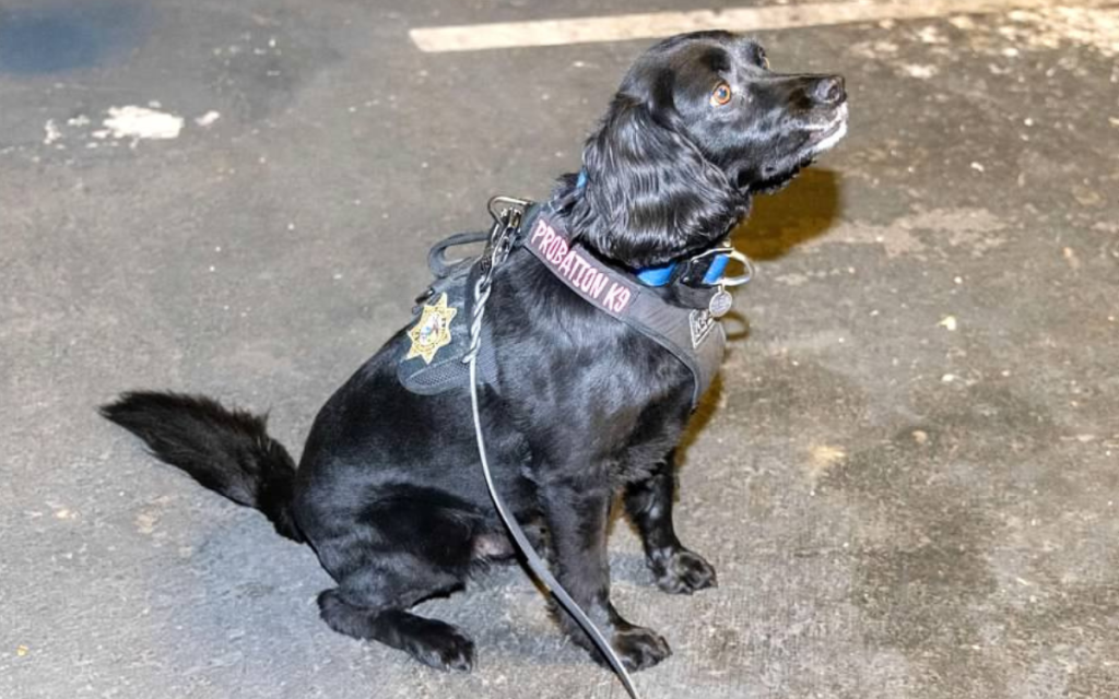 A K-9 from Sacramento County Probation during Operation Boo 2025.