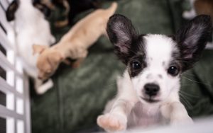A puppy at the Our Promise campaign 2025 kick-off event at headquarters in Elk Grove, California, November 2025.