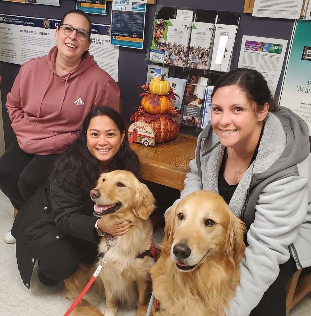 Golden retriever therapy dogs visit CSP-Solano - Inside CDCR