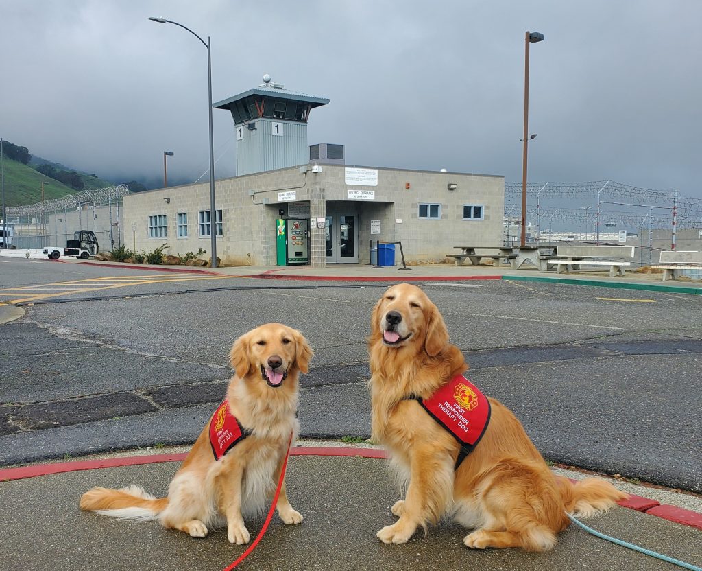 Two golden retriever therapy dogs outside CSP-Solano. 
