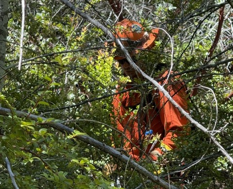 Cutting through thick brush.
