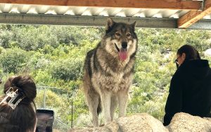 A wolf looks out over a group of women from a reentry program.