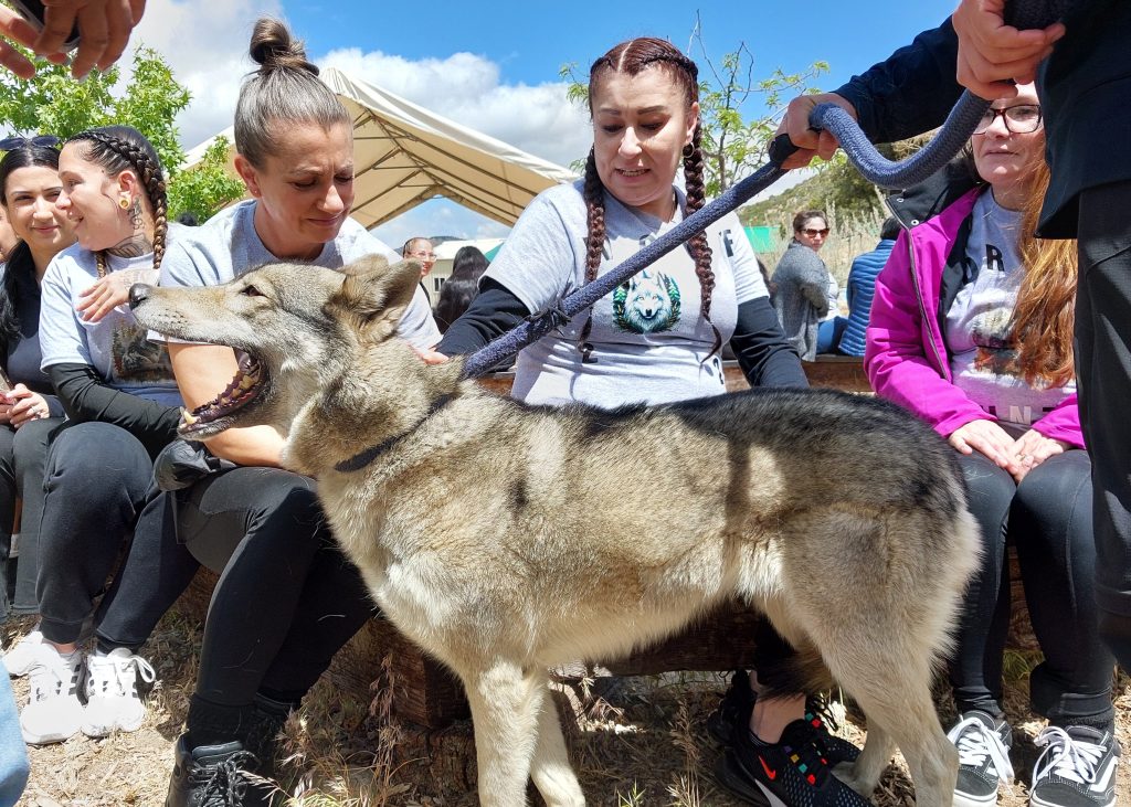 Women in the Female Community Reentry Program Los Angeles interact with wolf at the Wolf Connection Sanctuary