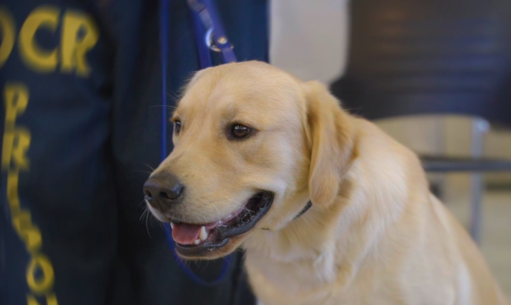 A dog in a training program at CSP-Solano.