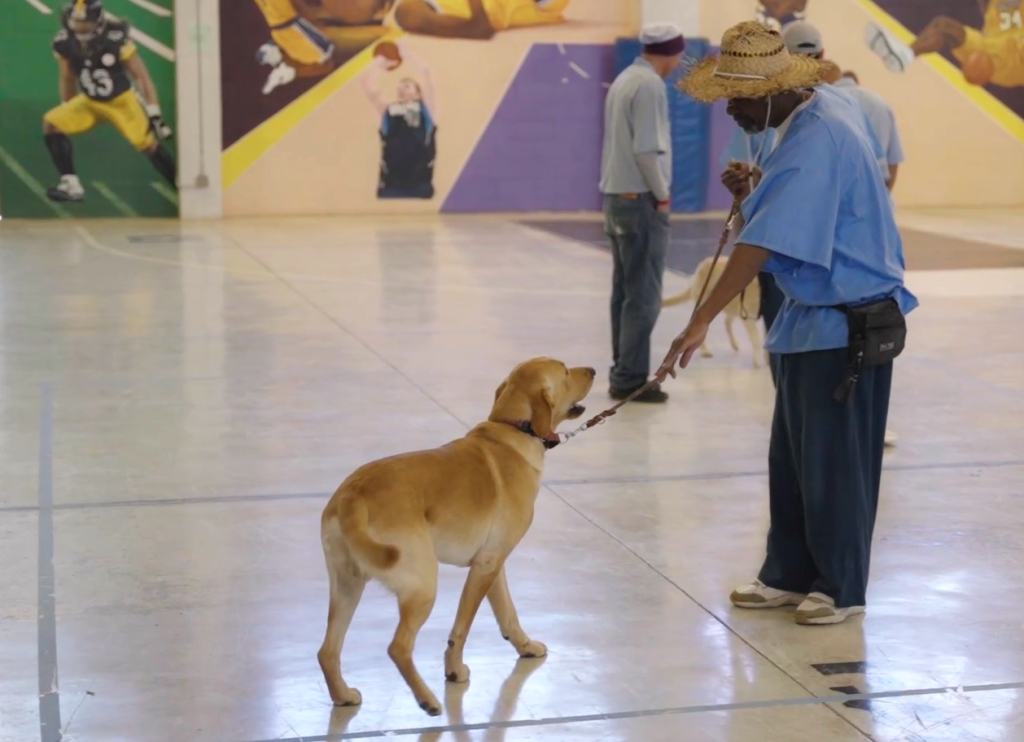 An incarcerated person is training a dog at CSP-Solano.