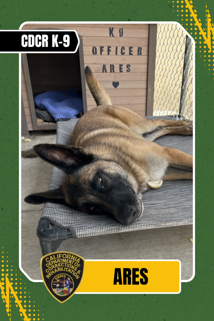 Ares, a CDCR K-9, relaxes on his bed.