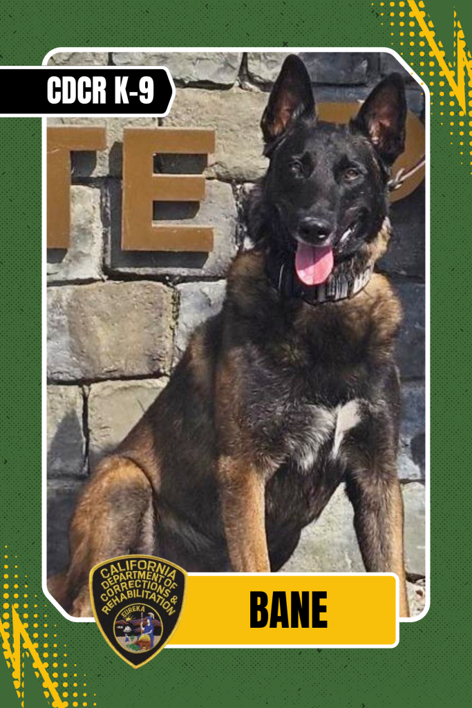 CDCR K-9 Bane in a trading card format.