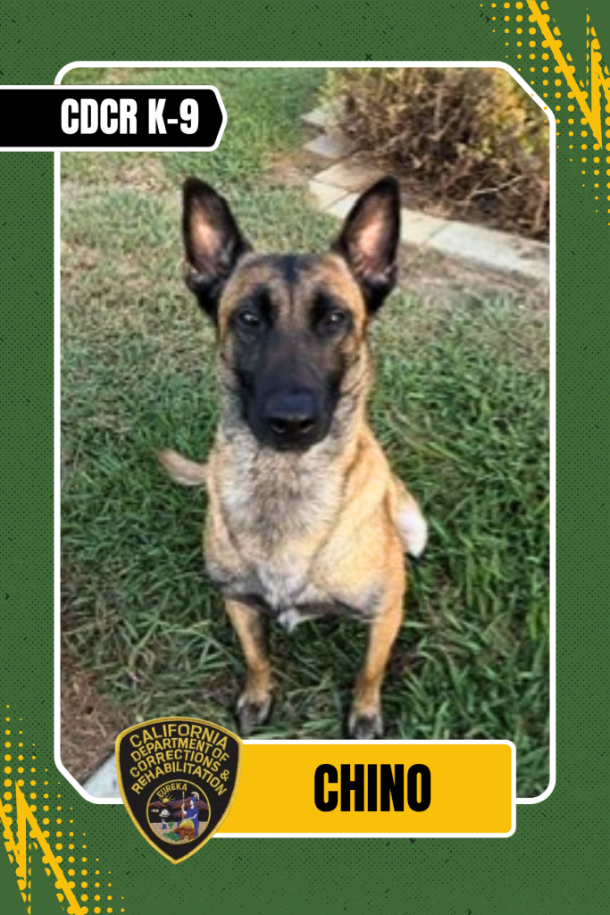 Chino, a CDCR K-9