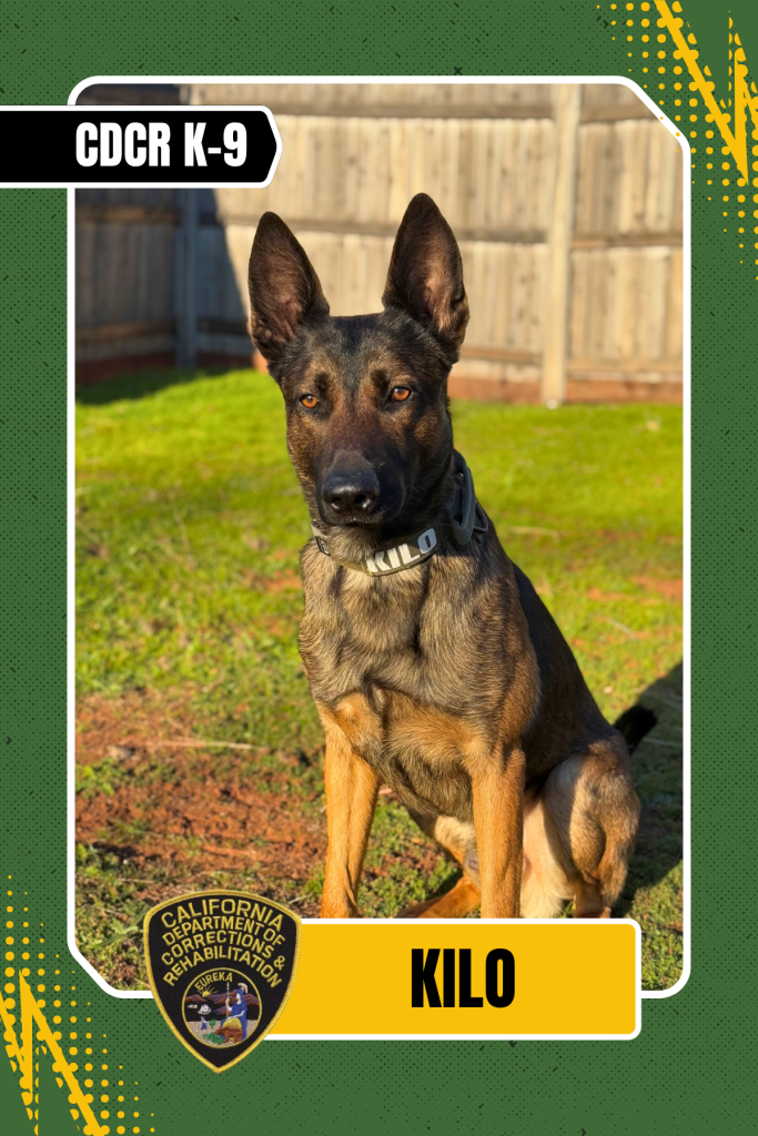 Kilo, the CDCR K-9 assigned to Folsom State Prison.