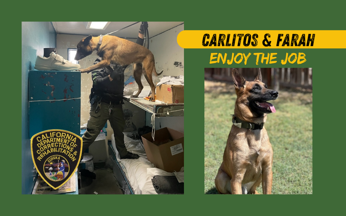 Meet the CDCR K-9s showing Farah searching a cell and Carlitos sitting on the grass.