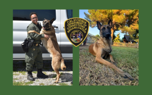 Meet the CDCR K-9s Ares and Chino, along with a correctional officer and the CDCR shoulder patch.