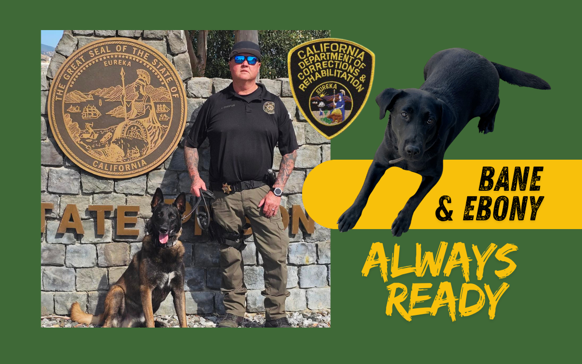 K-9 Bane, at left, and Ebony help keep the public safe.