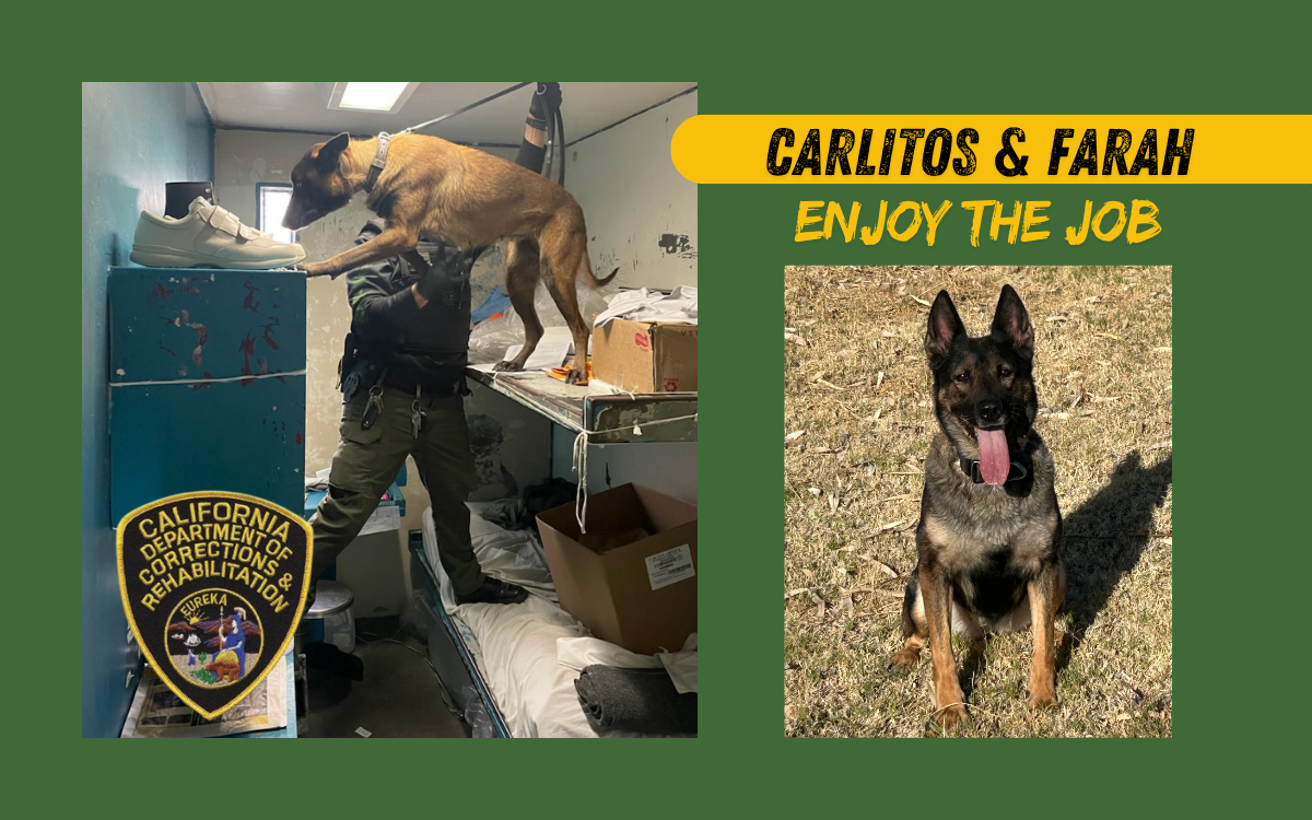 Carlitos and Farah are two CDCR K-9s who help keep Californians safe.