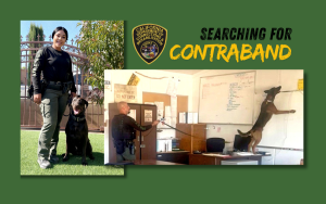 CDCR K-9s Kilo and Lola, with their handlers.