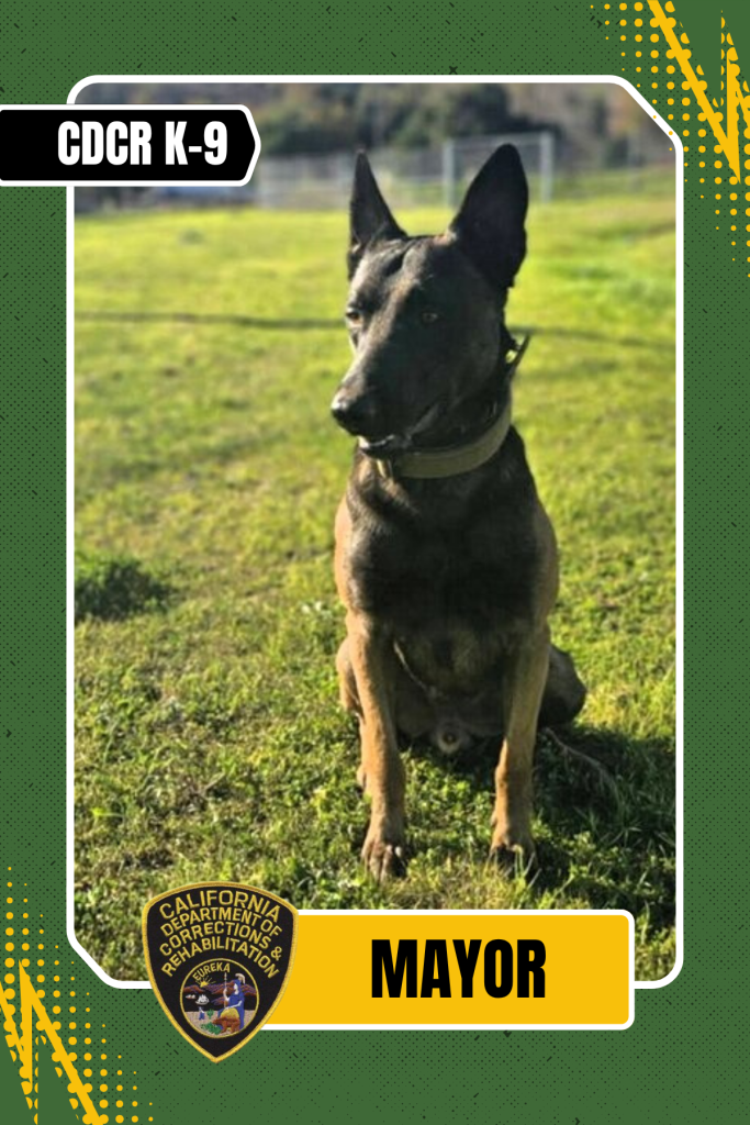 CDCR K-9 Mayor trading card style.