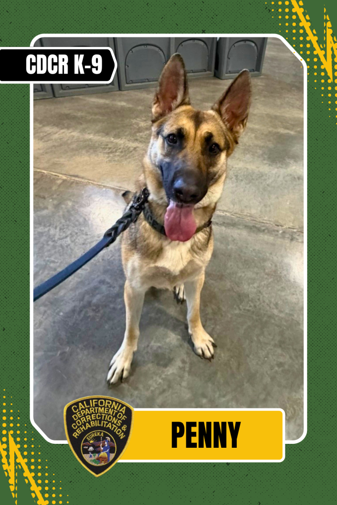Penny, a CDCR K-9 at High Desert State Prison in Susanville.
