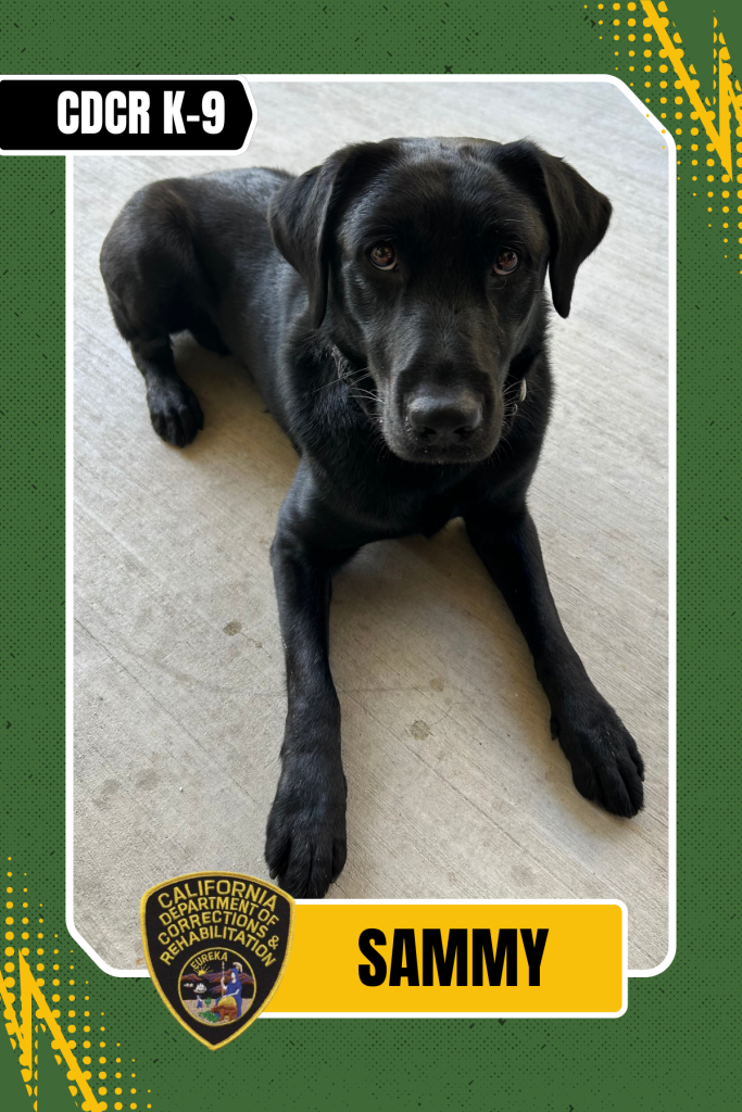 CDCR K-9 officer Sammy trading card.