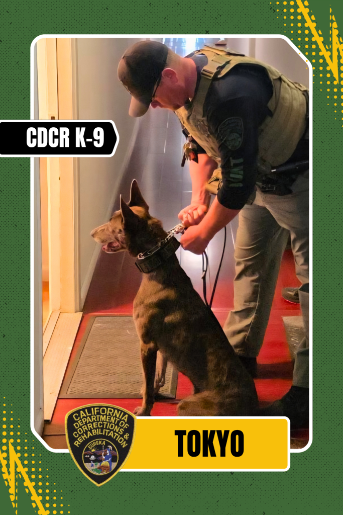 Tokyo and his handler.