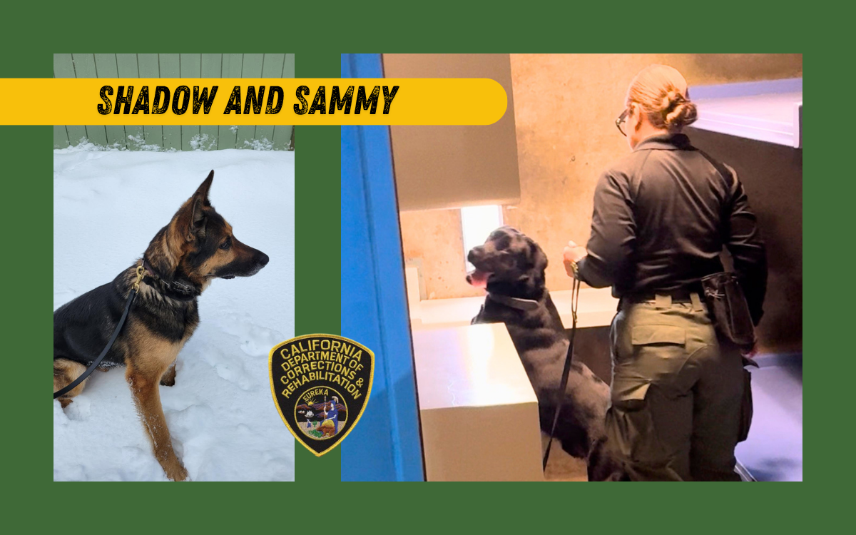 Shadow and Sammy, CDCR K-9s.