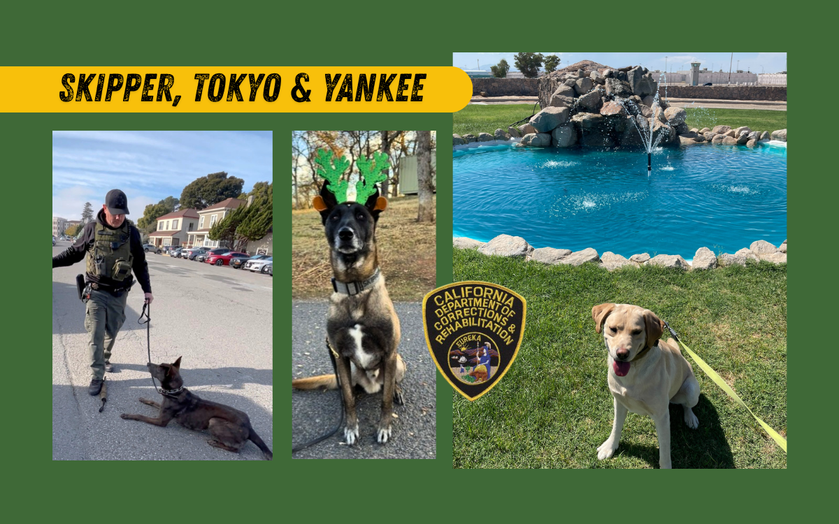 Three CDCR K-9s: Skipper, Tokyo and Yankee.