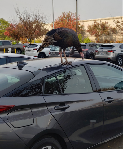 A turkey sits on top of a sedan.