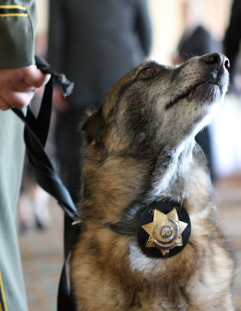 K-( on leash with a badge below its neck