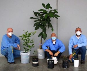Four incarcerated people wearing masks kneel by six potted fruit trees of various sizes.