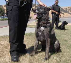 A K-9 wearing a badge on their collar